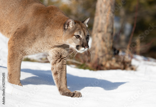 Cougar or Mountain lion  Puma concolor  walking in the winter snow 