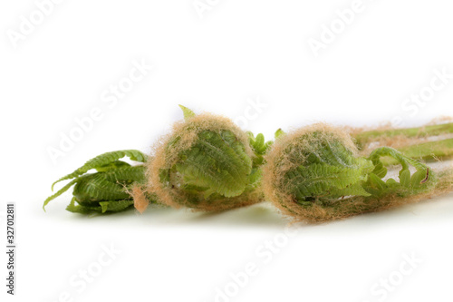 Fern sprouts. Far eastern cuisine use this plant photo