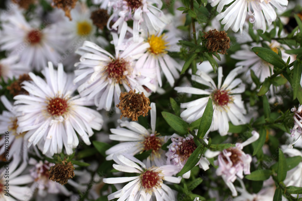 Fototapeta premium White chrysanthemums background
