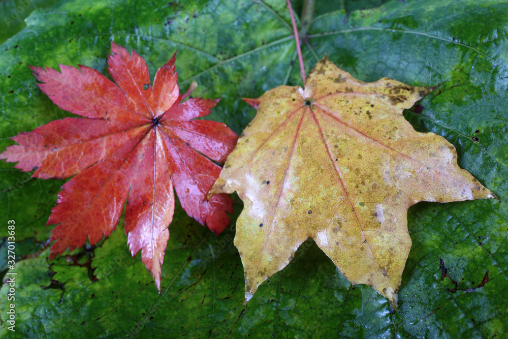 Autumn maple and grape leaves background