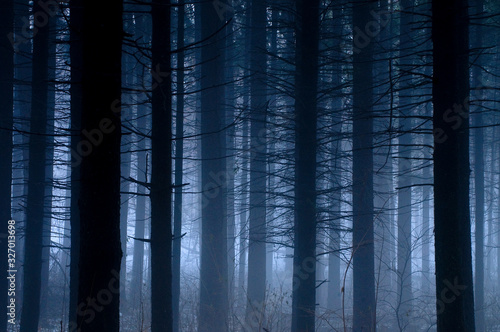 Spruce tree trunks on a foggy winter morning.