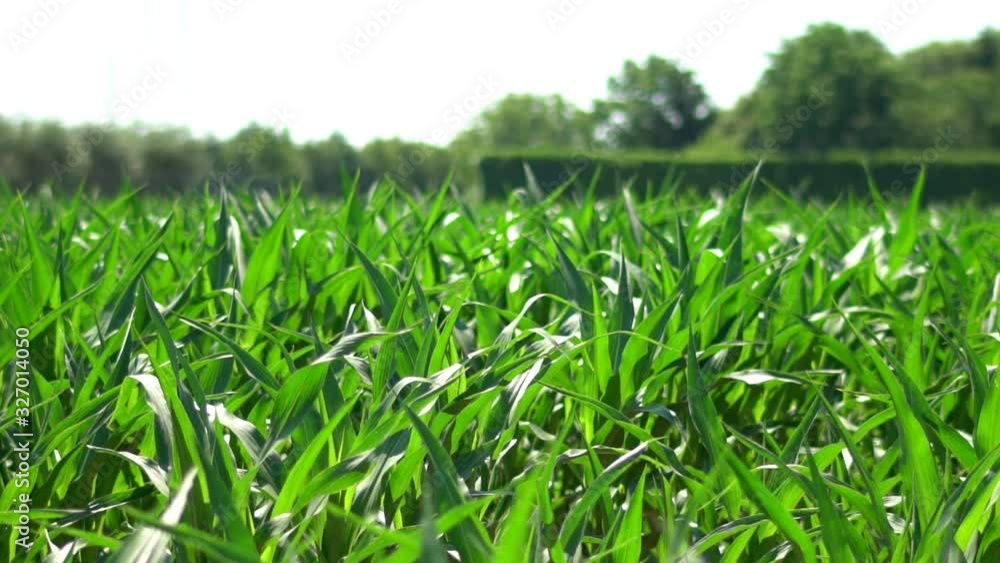 Green organic cornfield in a farm house. Agricultural food and cultivation concept. Slow motion. Food. Cine lens. Green organic cornfield in a farm house. Agricultural food and cultivation concept. Slow motion. Food. Cine lens.