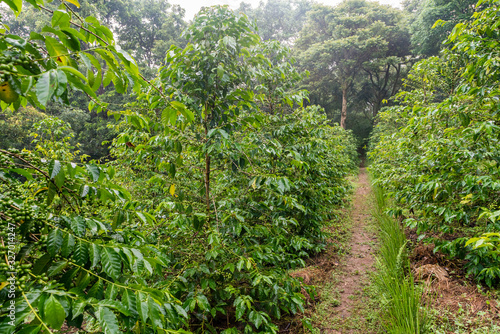 Coffee plants in Ethiopia