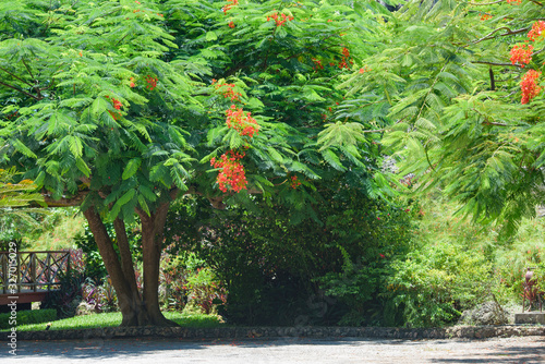 big tropical garden Delonix regia or Flame Tree