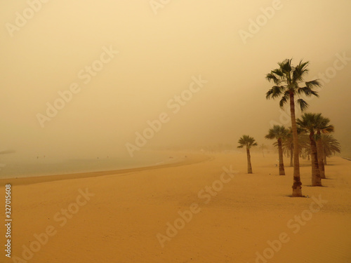 Spectacular view of sandy beach with palm trees covered with desert sand or calima. Mysterious and warm background.
