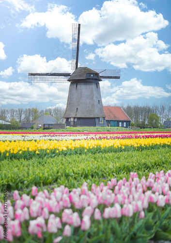 Tulips fields and windmill near Lisse, Netherlands.