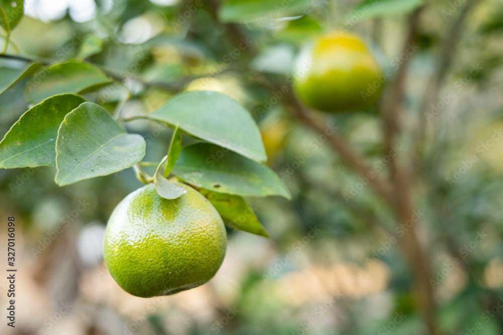 Tangerine on the tree in the garden.