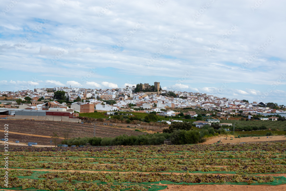 Drying of sweet wine pedro ximenez grapes under hot sun in Montilla-Moriles wine region, Andalusia, Spain