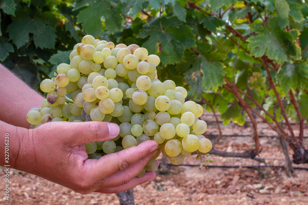 New harvest of famous sweet sherry wine pedro ximenez grape on vineyards in Montilla-Moriles region, Andalusia, Spain, near Montemayor