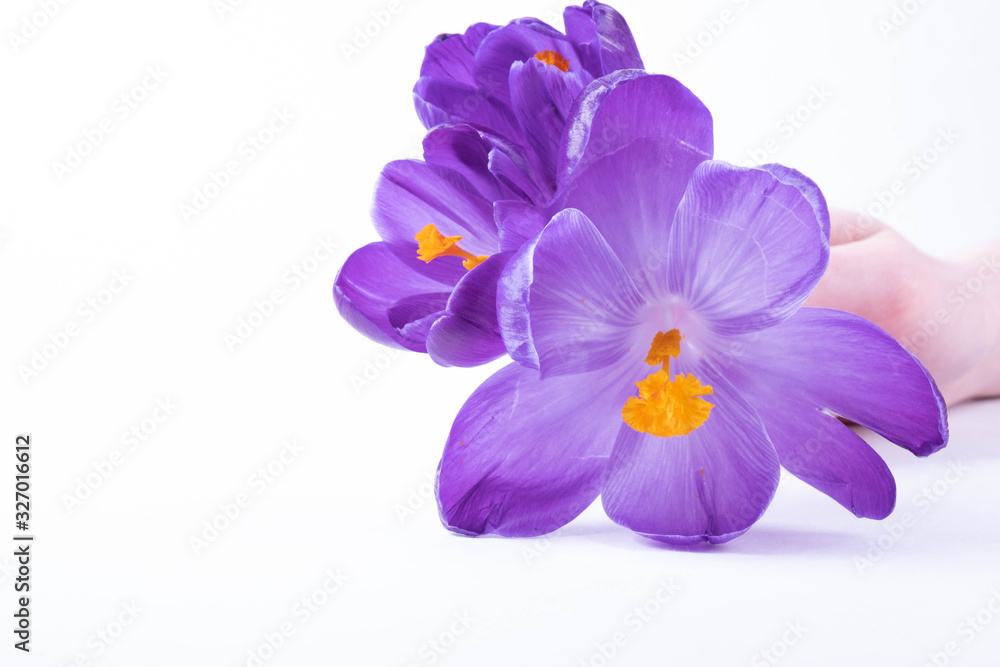Obraz premium in front of the hand lies a small bouquet of crocus flowers