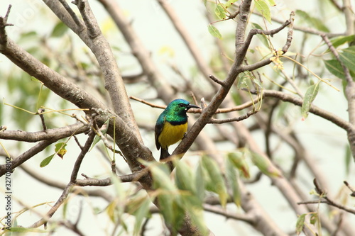 A collared Sunbird in Tanzania © Lien Rag