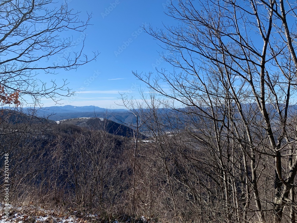 trees in winter