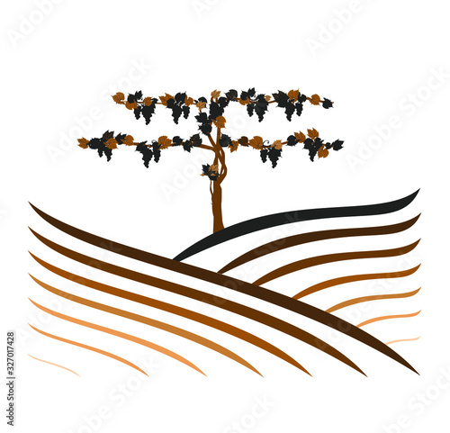 vineyard vector illustration rural landscape