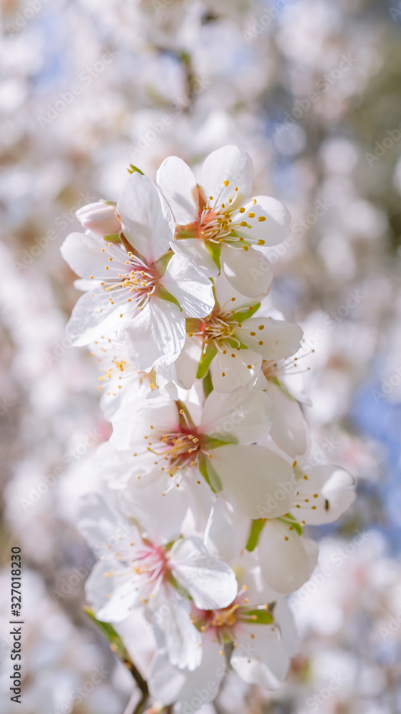 Flores de almendro macro blancas y rosas con flores de fondo blur.