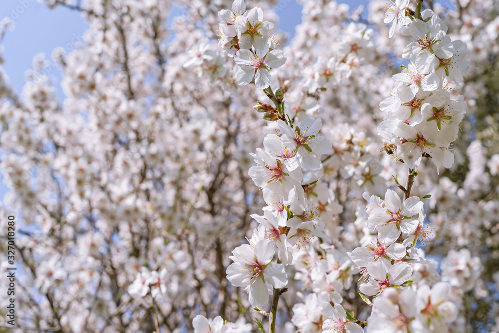 Ramas de almendro con flores blancas y rosas