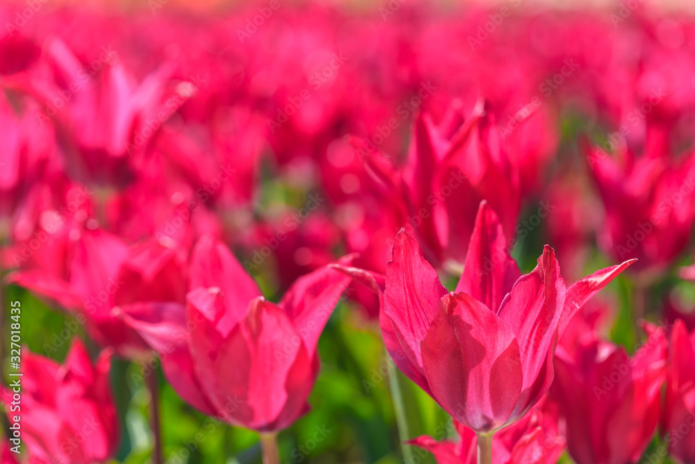 Closeup of pink tulips flowers with green leaves in the park outdoor.