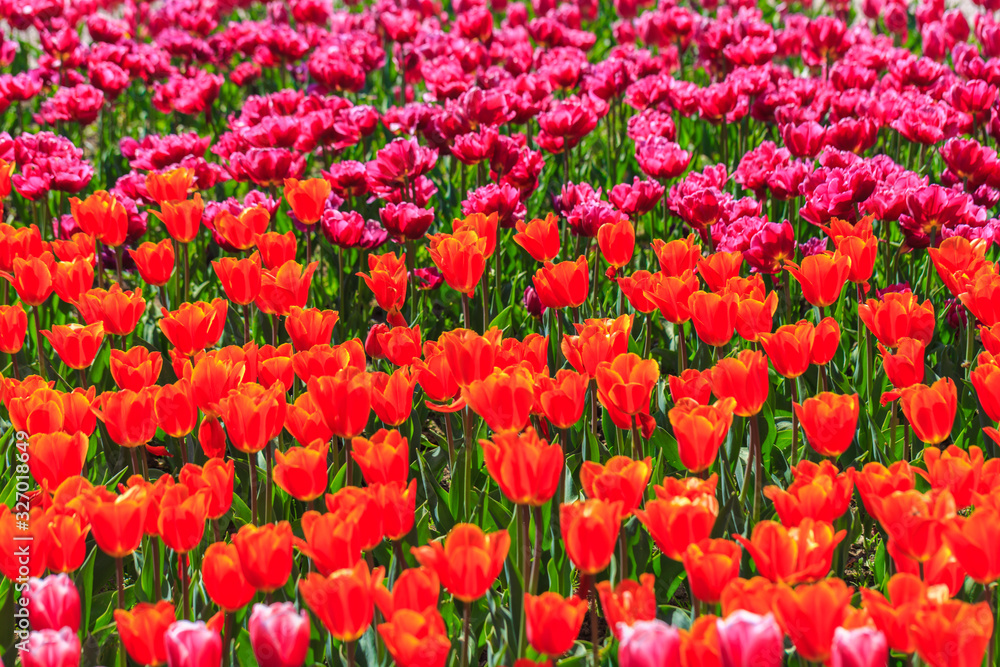 Colorful tulips in individual clubs in a flower garden or farm. spring Colorful tulips in individual clubs in a flower garden or farm. spring