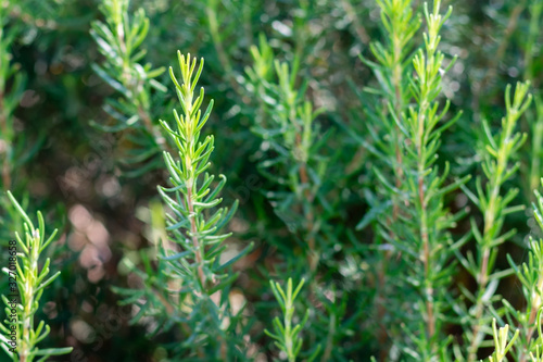 Mediterrenean Salvia rosmarinus commonly known as rosemary. Spicy flavoring for meal. Aromatic seasoning cooking ingredient.