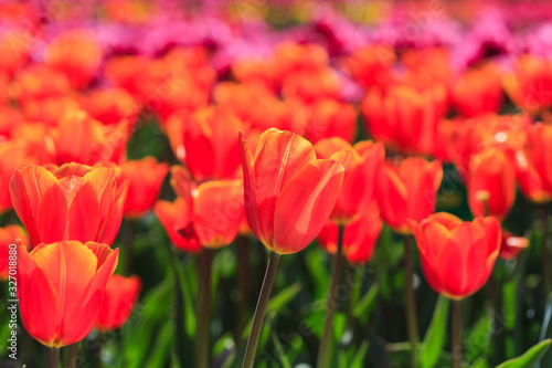 Closeup of red-orange tulips flowers with green leaves in the park outdoor. beautiful flowers in spring