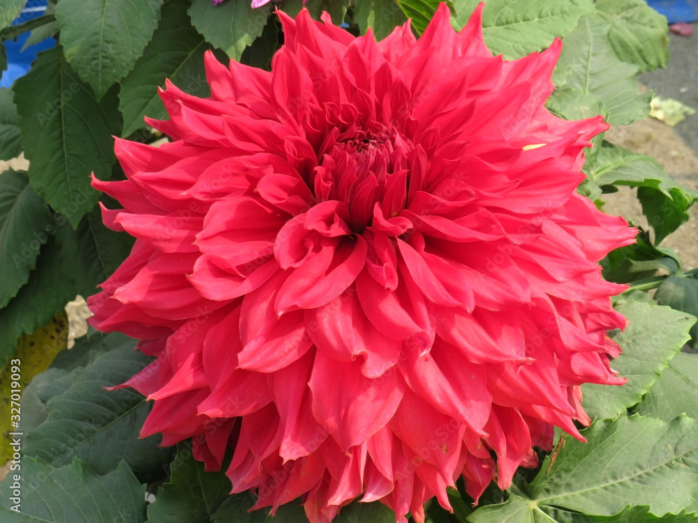 Beautiful flower image, this is very economical flower of Indian flower