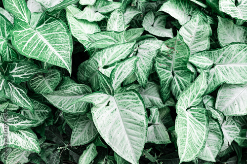 tropical leaf texture green leaves Background, foliage nature