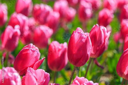 Closeup of pink tulips flowers with green leaves in the park outdoor.