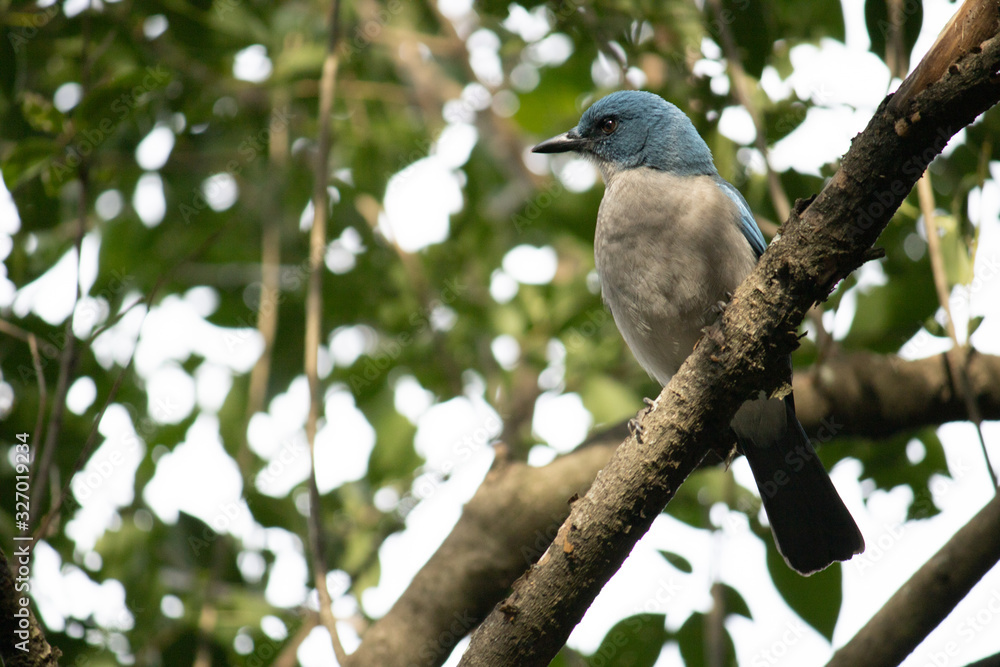 Hermoso ave azul conocido como chara pechigris. Localizado en la ciudad de Monterrey Hermoso ave azul conocido como chara pechigris. Localizado en la ciudad de Monterrey
