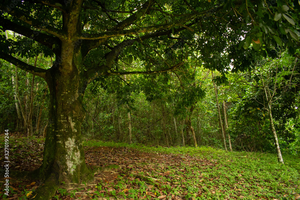 trees in the forest trees in the forest