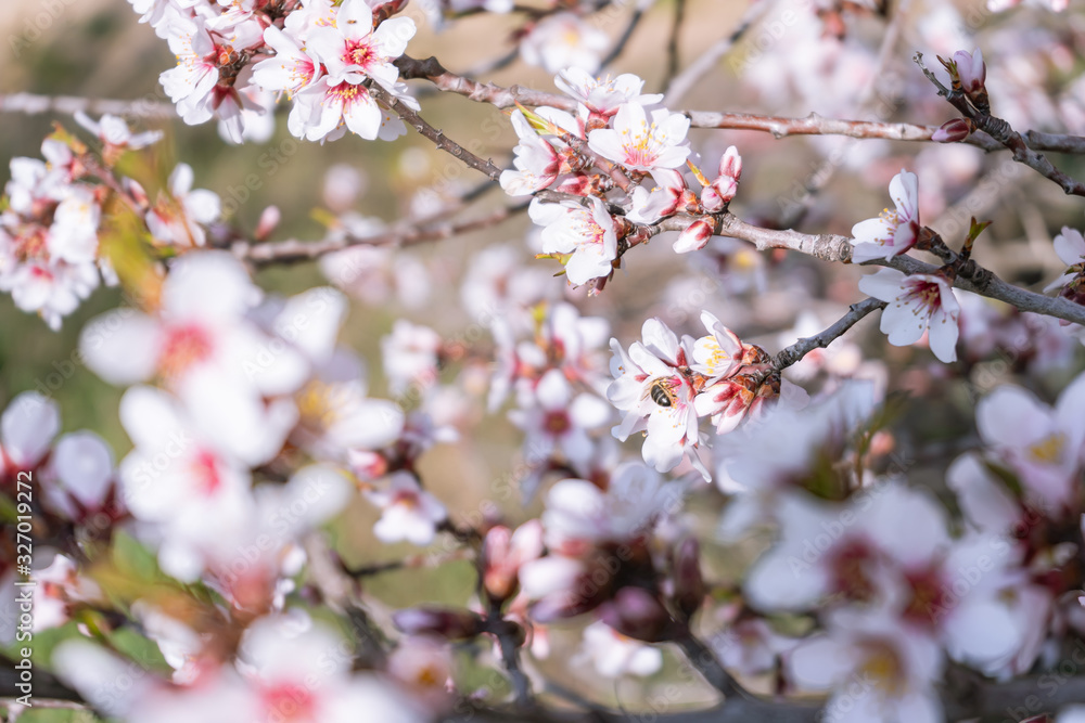 Ramas de almendro con flores blancas y rosas Ramas de almendro con flores blancas y rosas