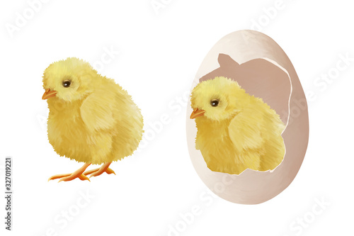 Small cute chicken in egg. Happy Easter clip art  on white background photo
