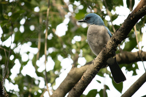 Hermoso ave azul conocido como chara pechigris. Localizado en la ciudad de Monterrey