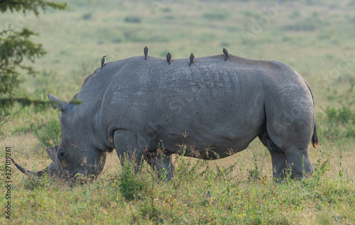rhinoceros in the wild in Kenya
