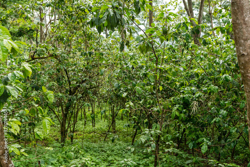 Coffee plants in Ethiopia