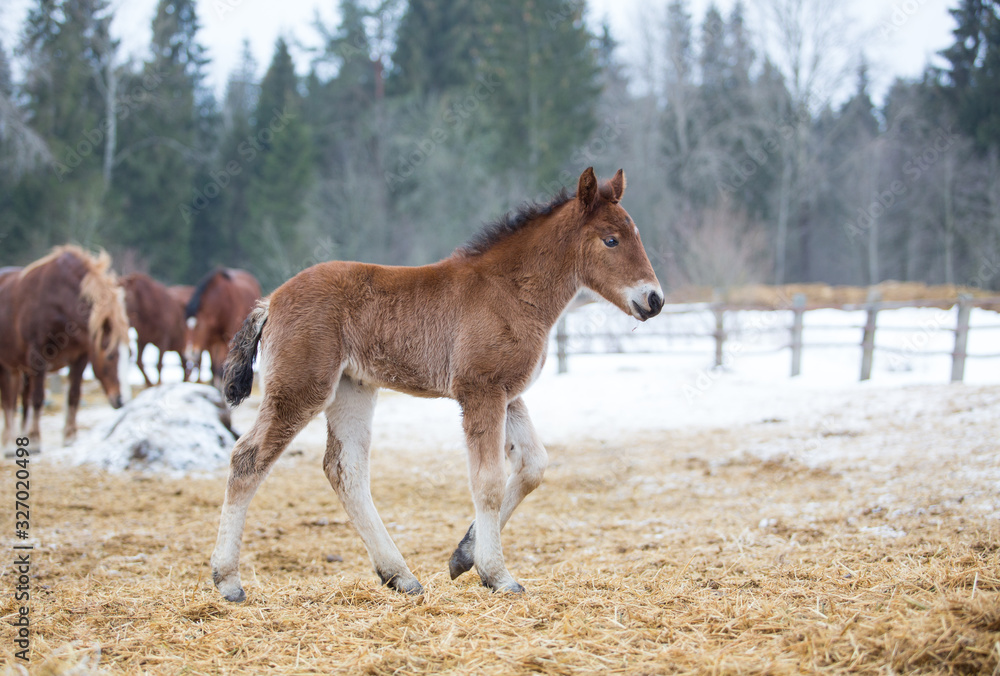 Fototapeta premium Foal walks in winter