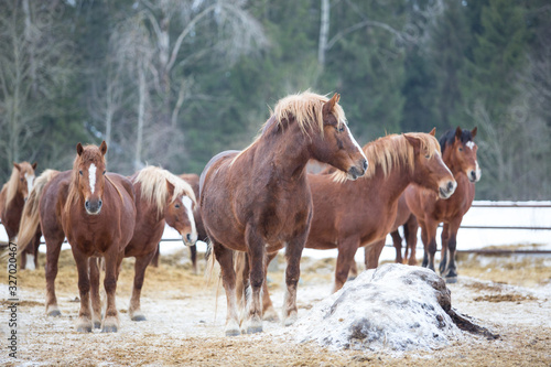 Red horses in winter © Nadezhda