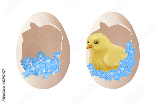 Small cute chicken in egg with tender blue spring flowers. Happy Easter clip art on white background photo