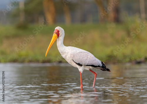 Stork in the water