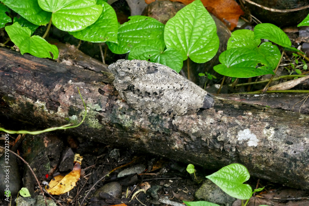 Solomone Islands – Young Nightjar at Tetepare Island in perfect mimicry