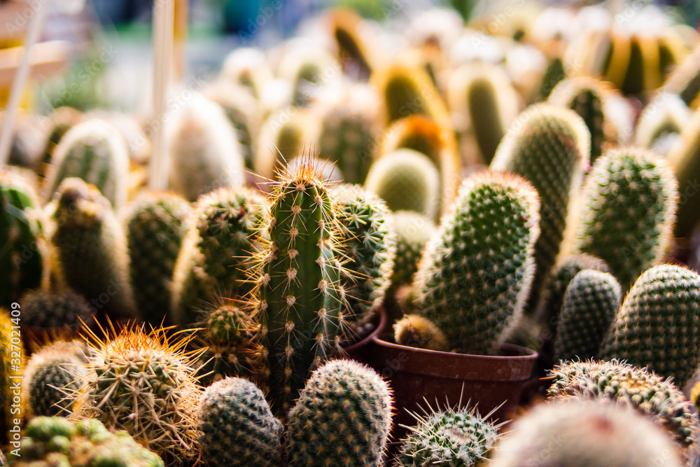 Some small cactus growing in a plant nursery Some small cactus growing in a plant nursery