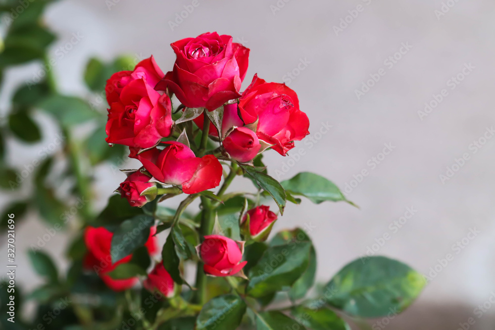 Evergreen Blooming Bright Colorful Red Roses With Buds And Blur Background Evergreen Blooming Bright Colorful Red Roses With Buds And Blur Background