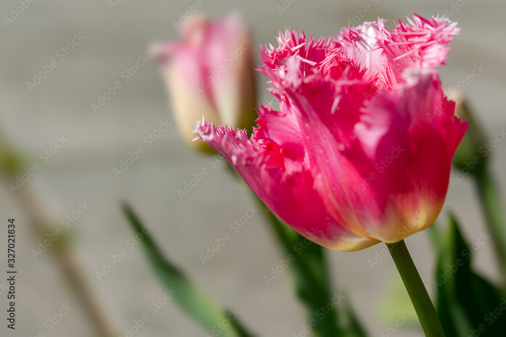Pink Tulip flowers bloom in spring background of blurry pink tulips in a tulip flowers garden. Nature Pink Tulip flowers bloom in spring background of blurry pink tulips in a tulip flowers garden. Nature