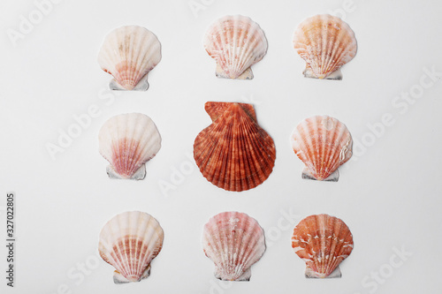  Sea shells on a white background