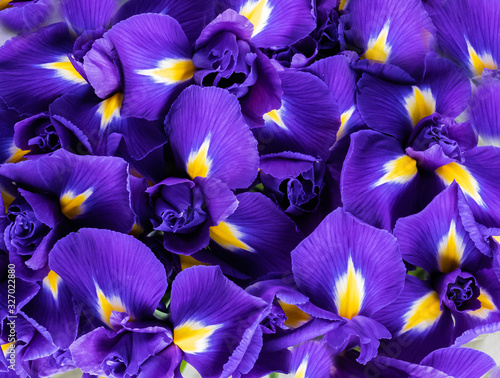 Texture of petals and buds of an iris flower as a background. Blue, violet and yellow shades.