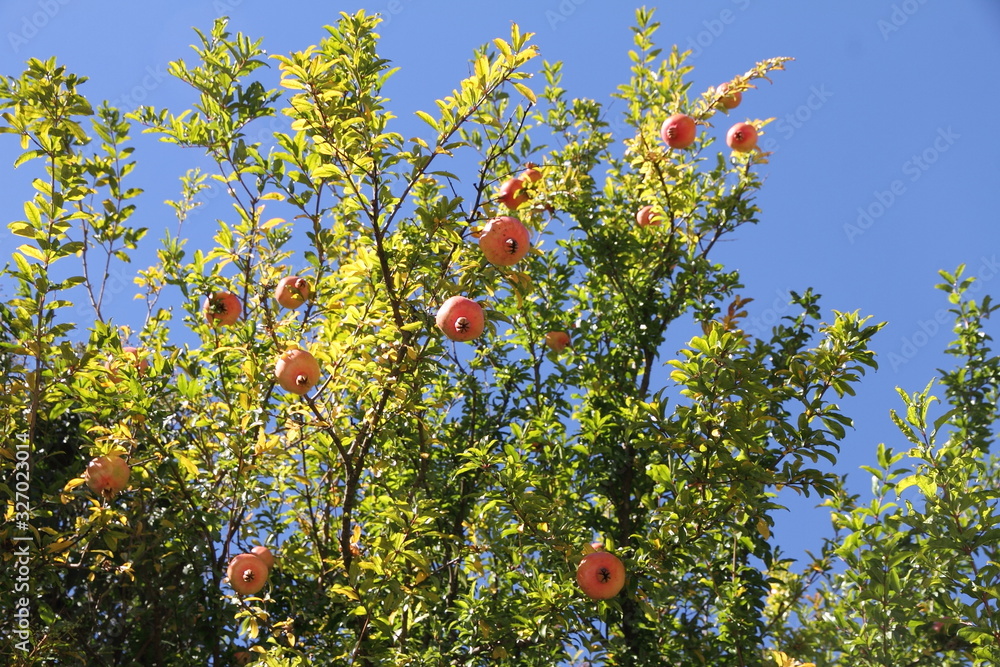 arvore das romas arvore das romas