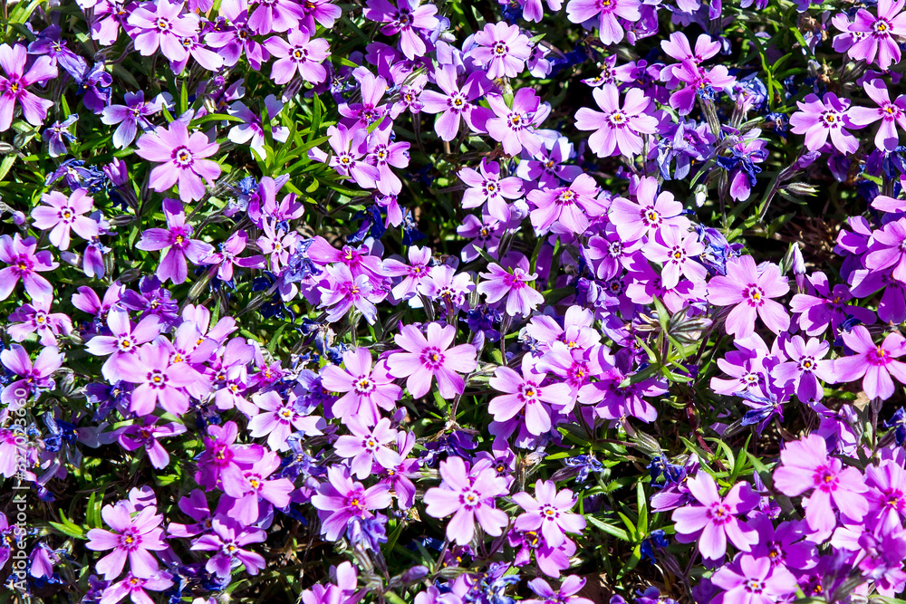 Phlox subulata, dwarf phlox, moss phlox, moss pink, mountain phlox Phlox subulata, dwarf phlox, moss phlox, moss pink, mountain phlox