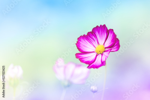 Fototapeta Naklejka Na Ścianę i Meble -  Pink Cosmos flowers