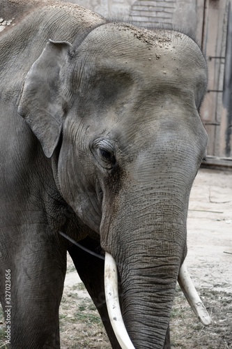 Elephant closeup