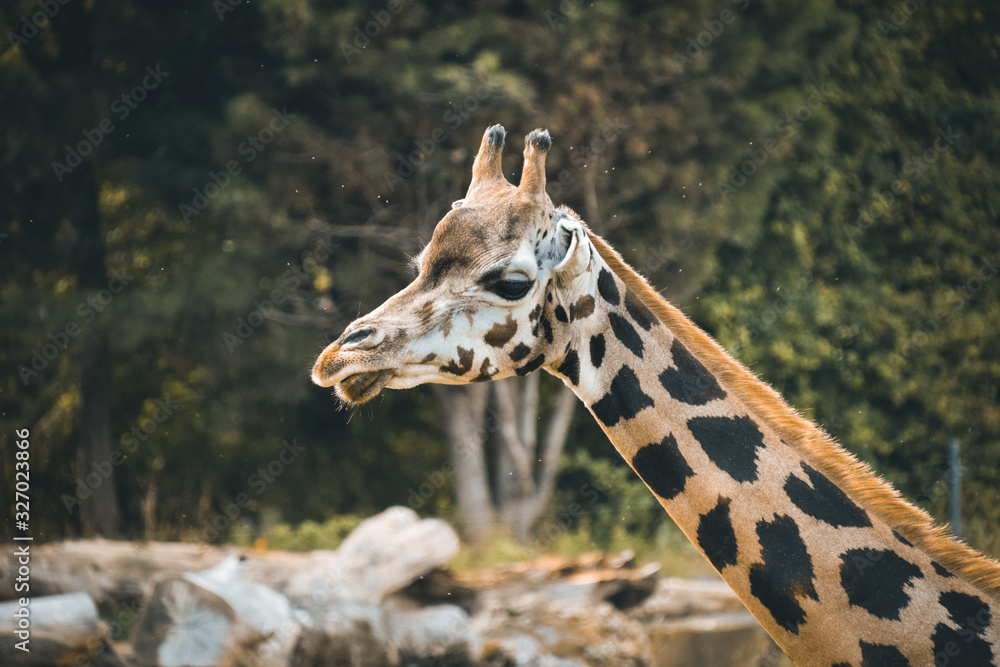 Obraz premium Friendly giraffe