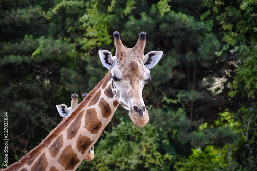 Friendly giraffe