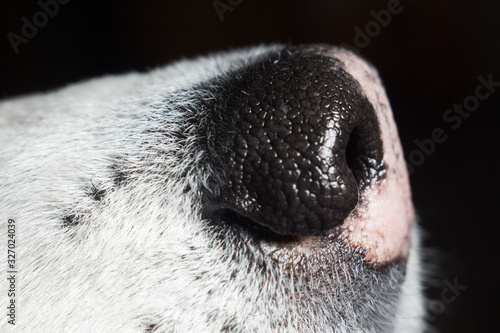 Siberian Husky Nose Closeup Wolf